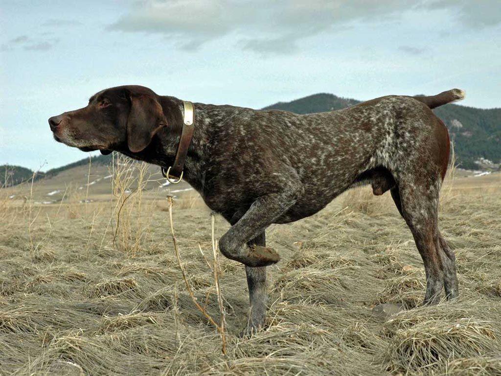 Pointer is ready to hunt wallpaper