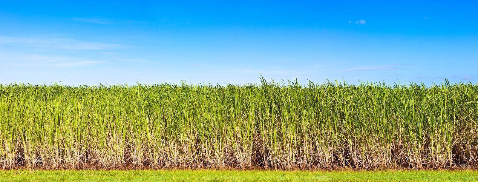 Pix For > Sugarcane Image HD