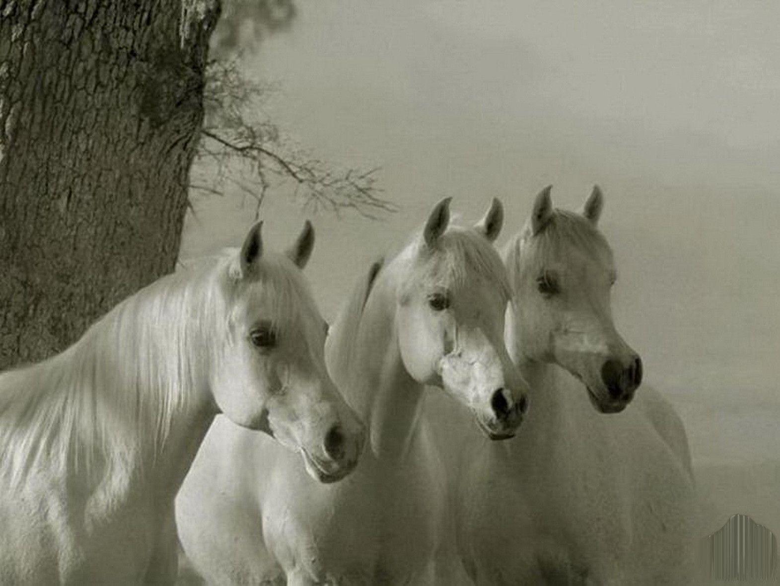 Download wallpaper Horses, Horse, three free desktop wallpaper