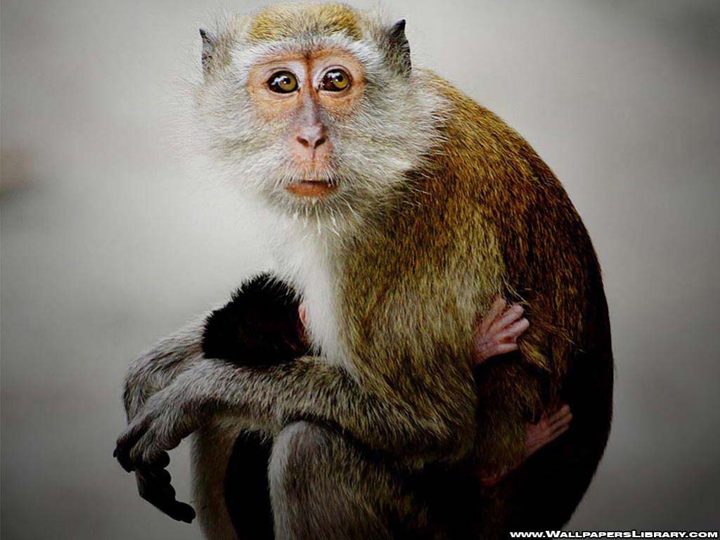 unique animals blog: Baby Monkey Wallpaper, Monkey Baby Funny