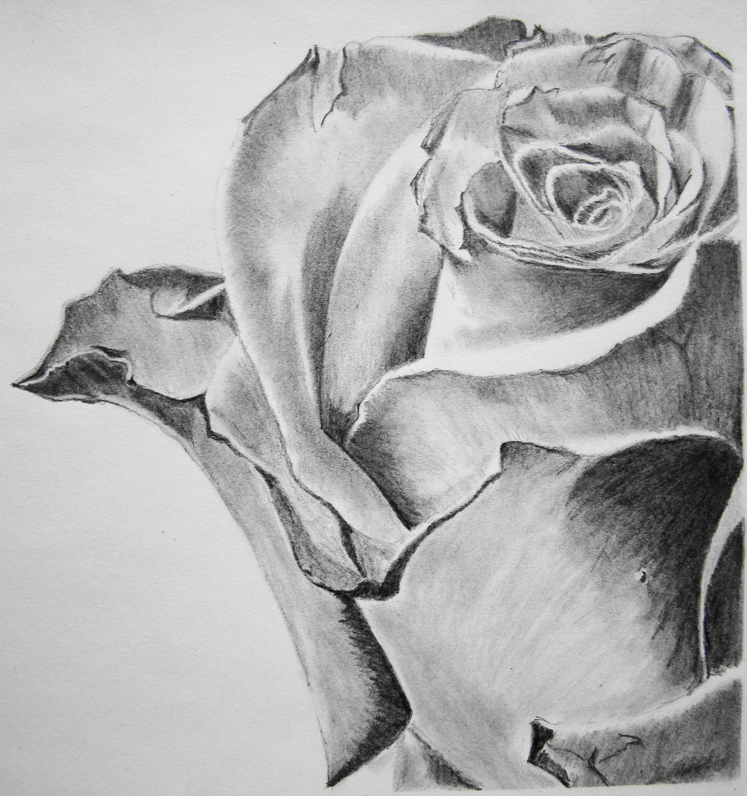 Easy Rose Drawings In Pencil