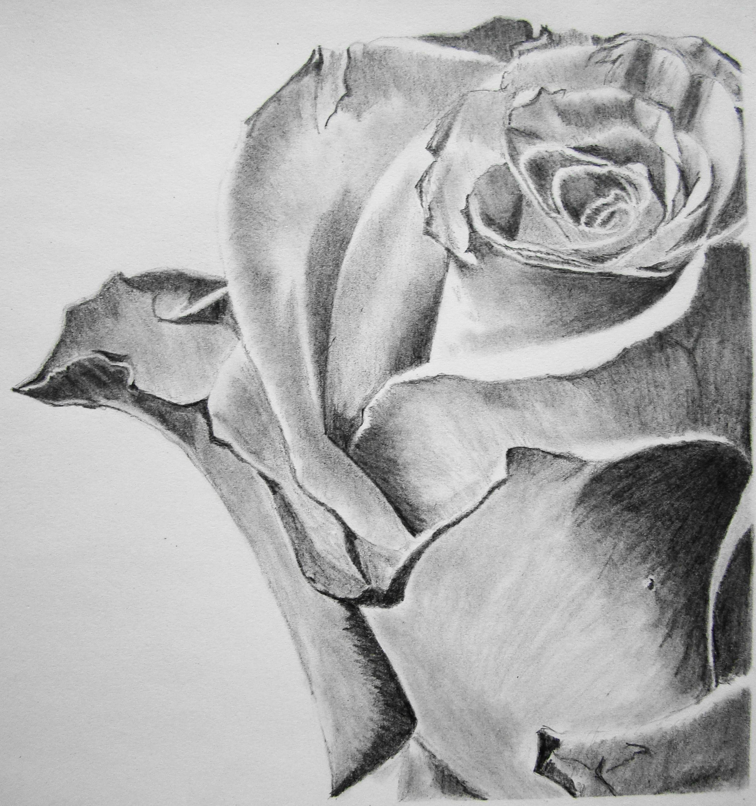 Rose Drawings In Pencil