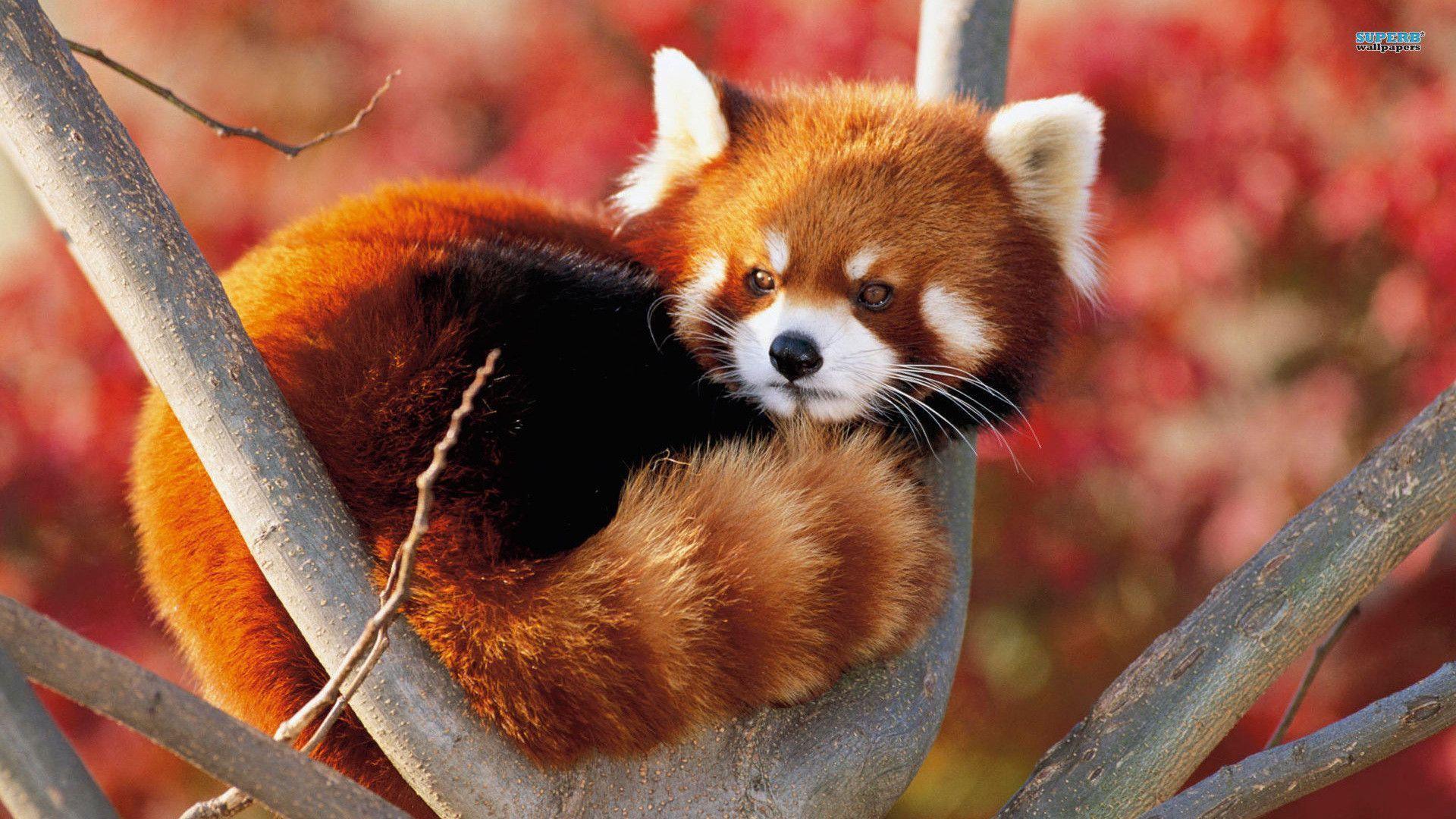 Red panda wallpaper wallpaper - #
