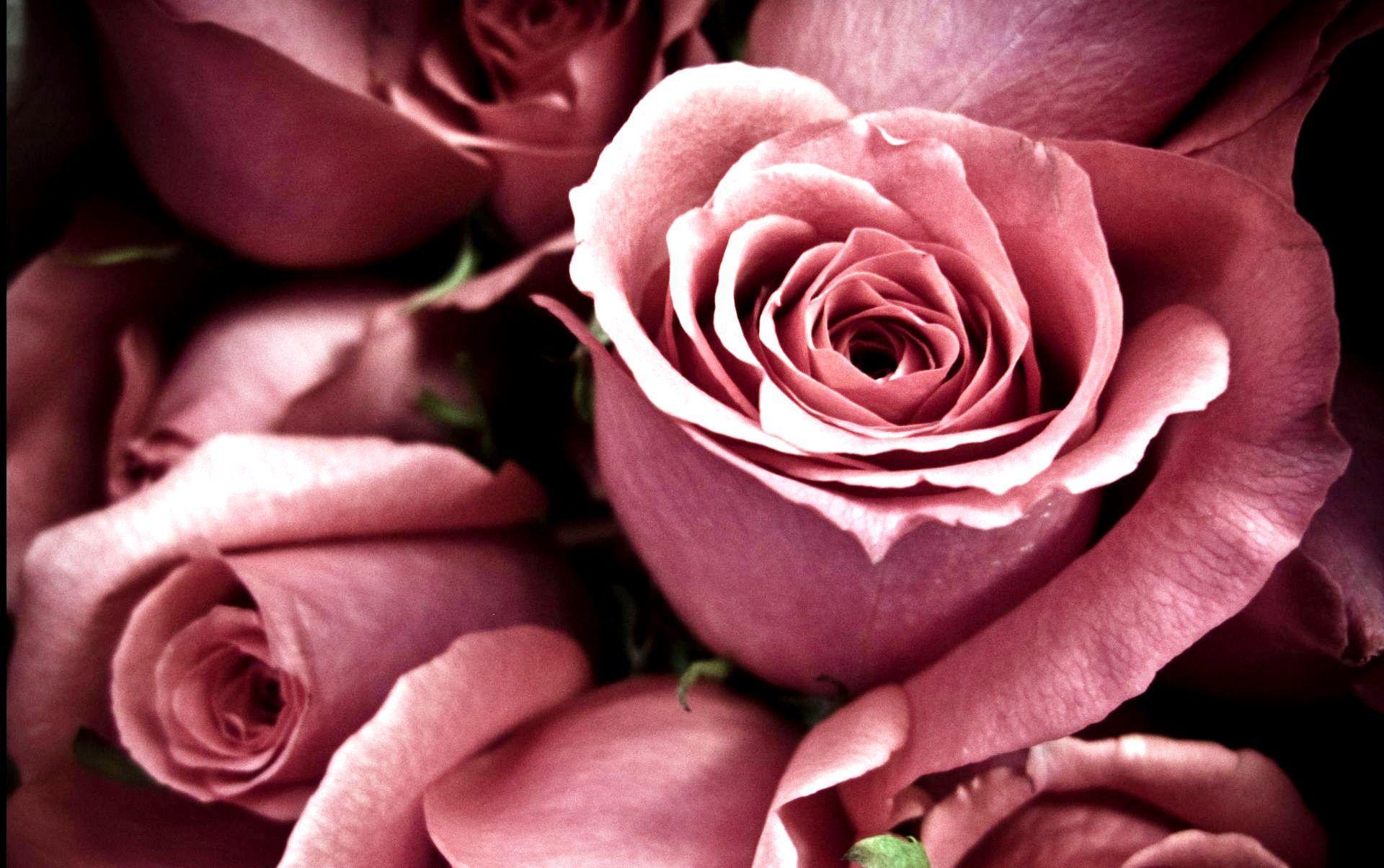 Rose Flowers Wallpaper For Desktop Image 6 HD Wallpaper