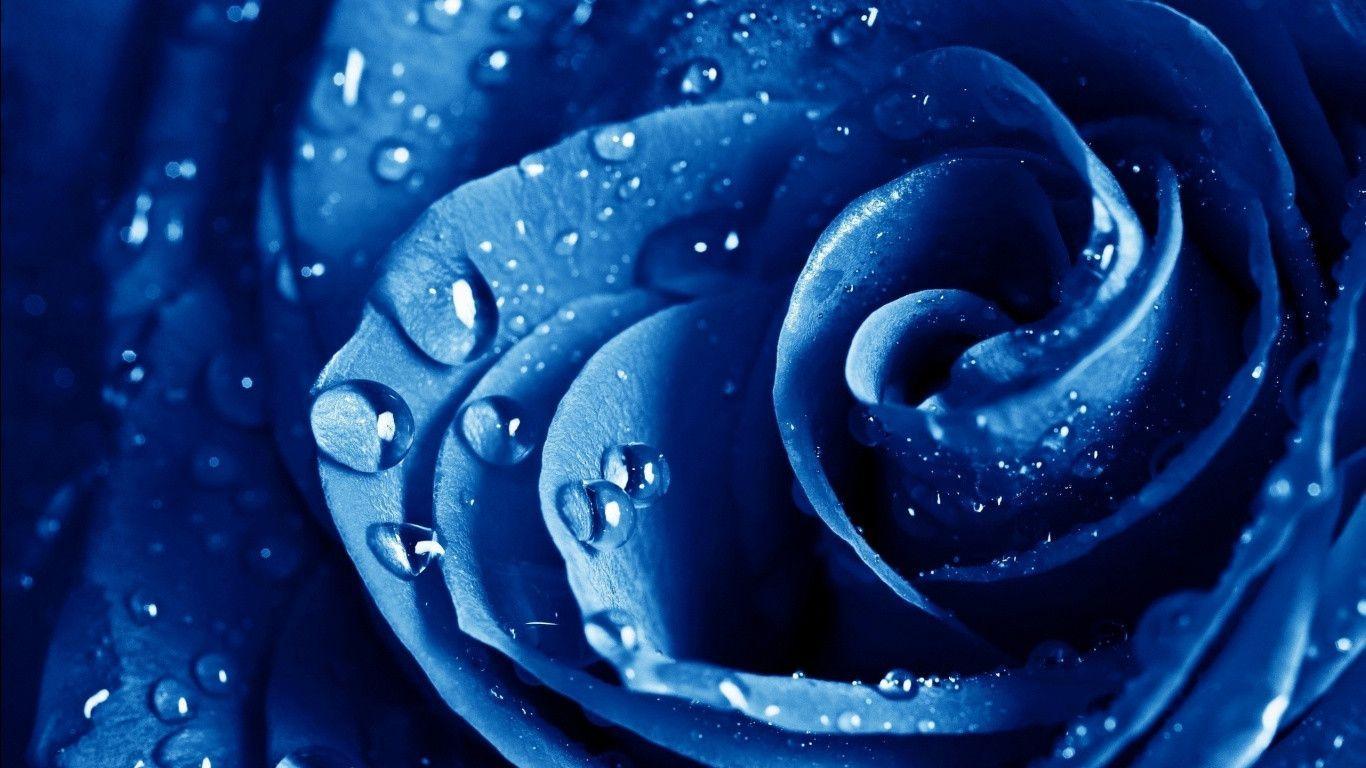 Wet Drops Blue Rose Wallpaper