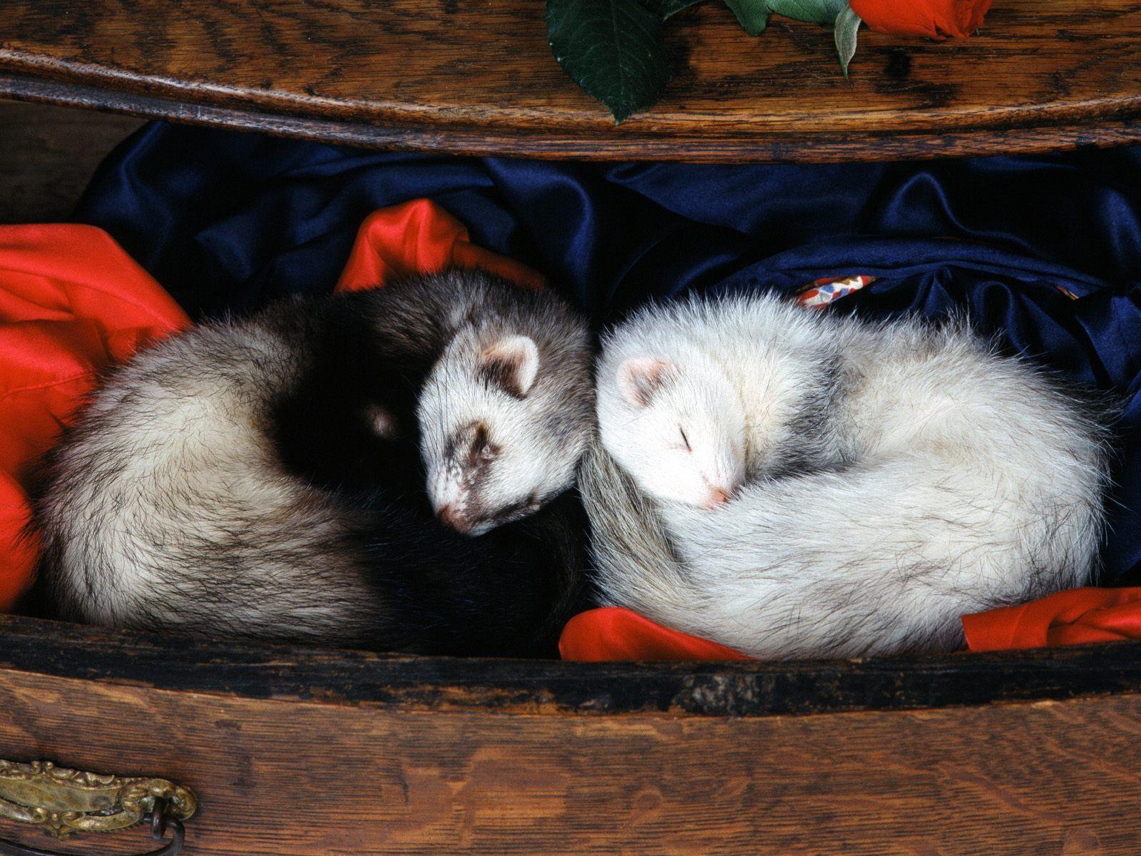 Ferret Wallpapers - Wallpaper Cave