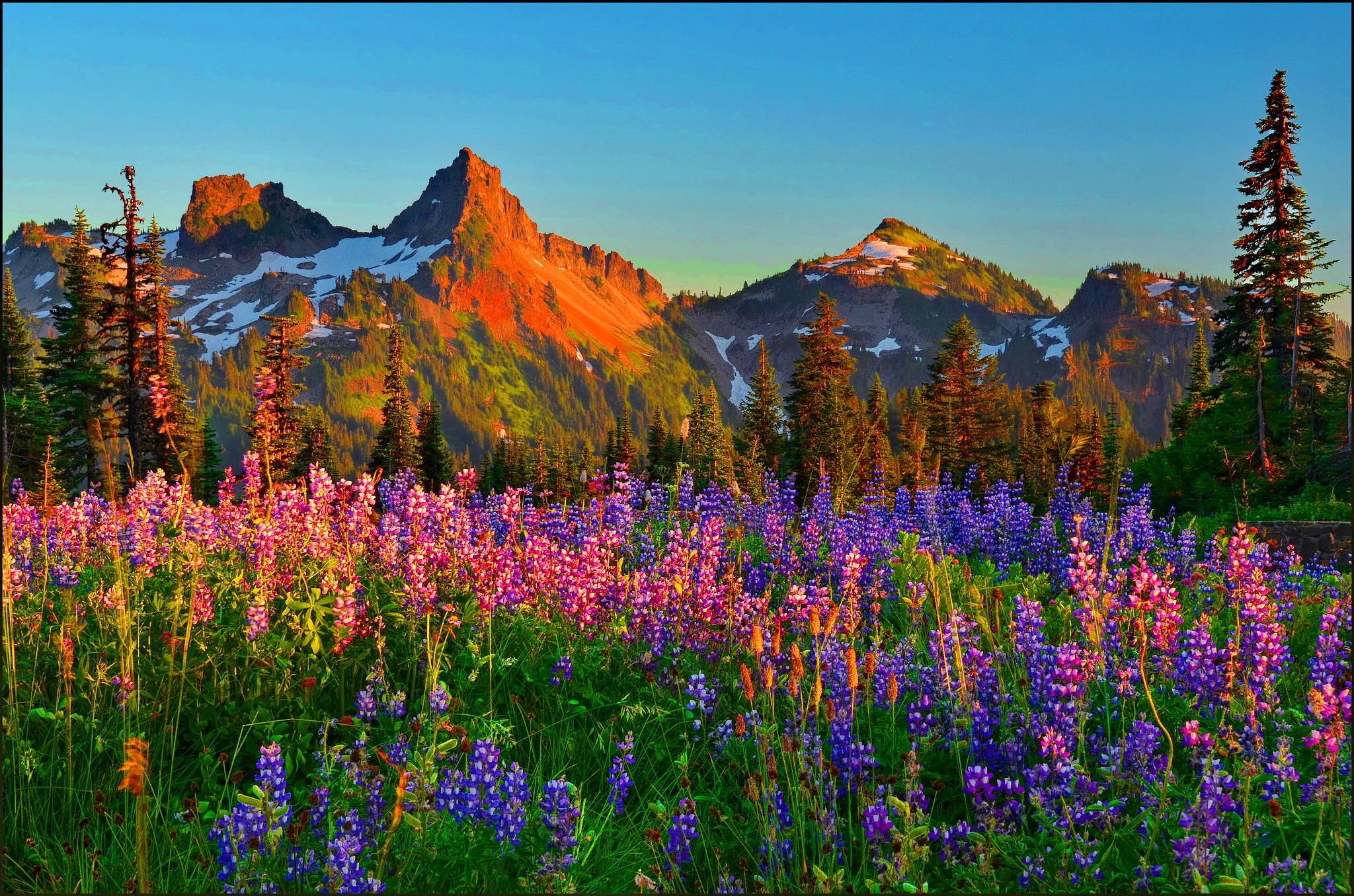 image For > Mountain Wildflowers Wallpaper