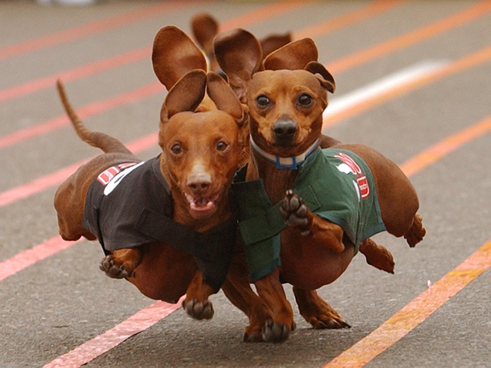 Dachshund dogs running photo wallpaper