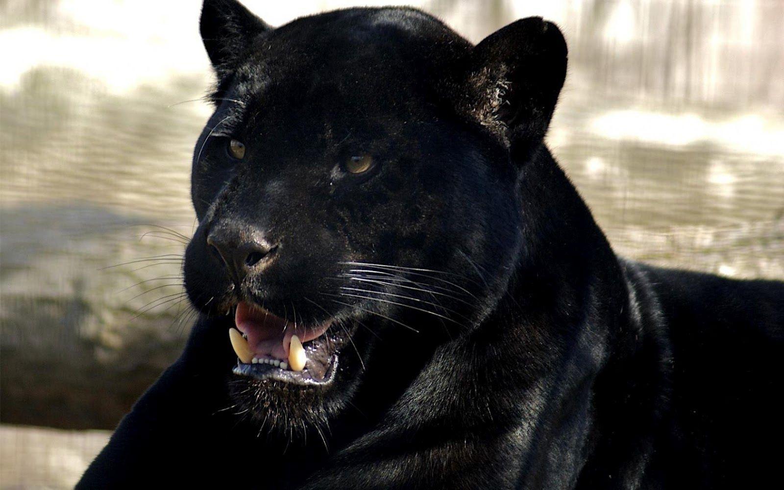 Black Panther Backgrounds Wallpaper Cave
