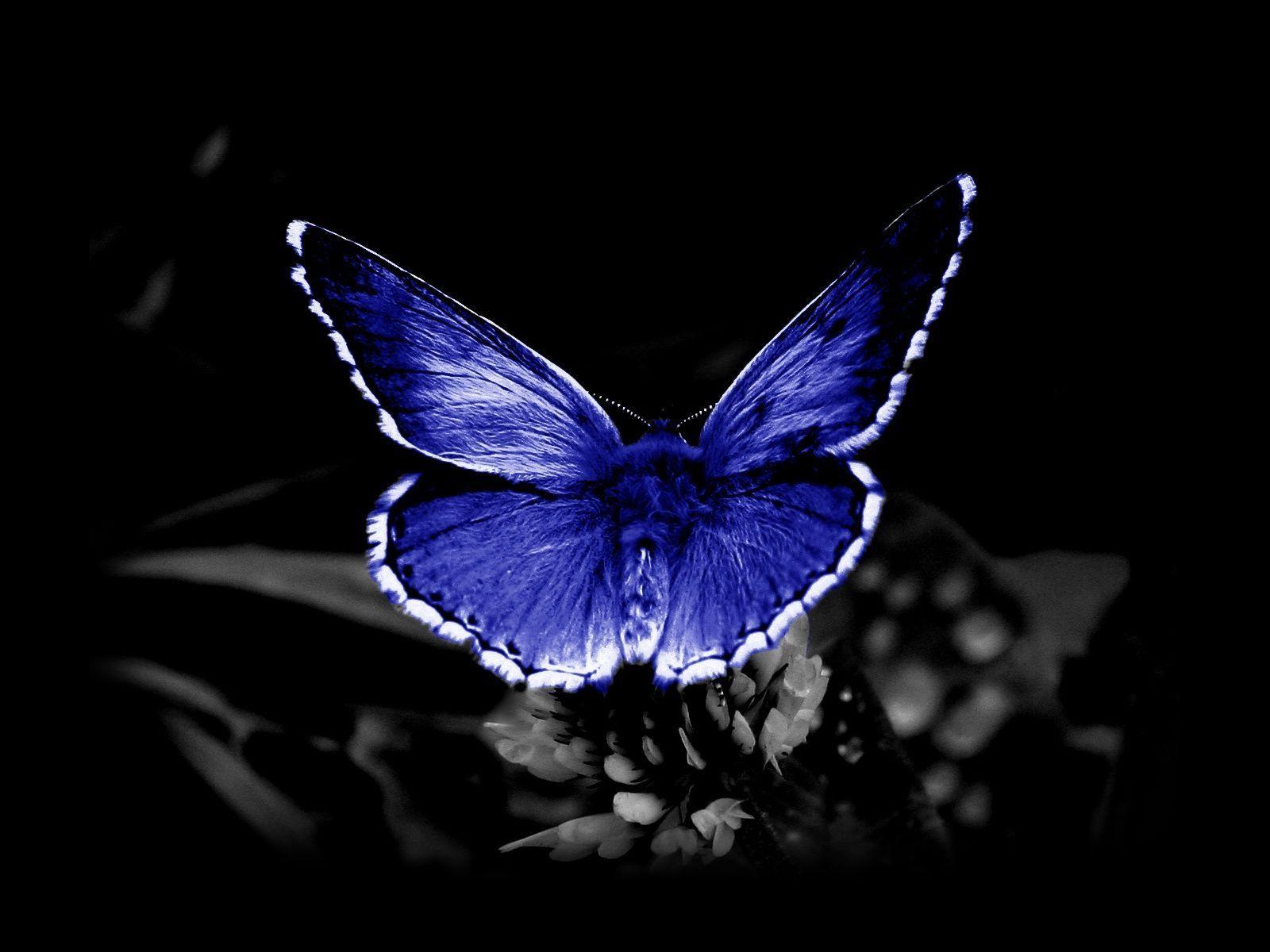 Black Blue Butterfly Wallpaper 21411 High Resolution. wallpicnet