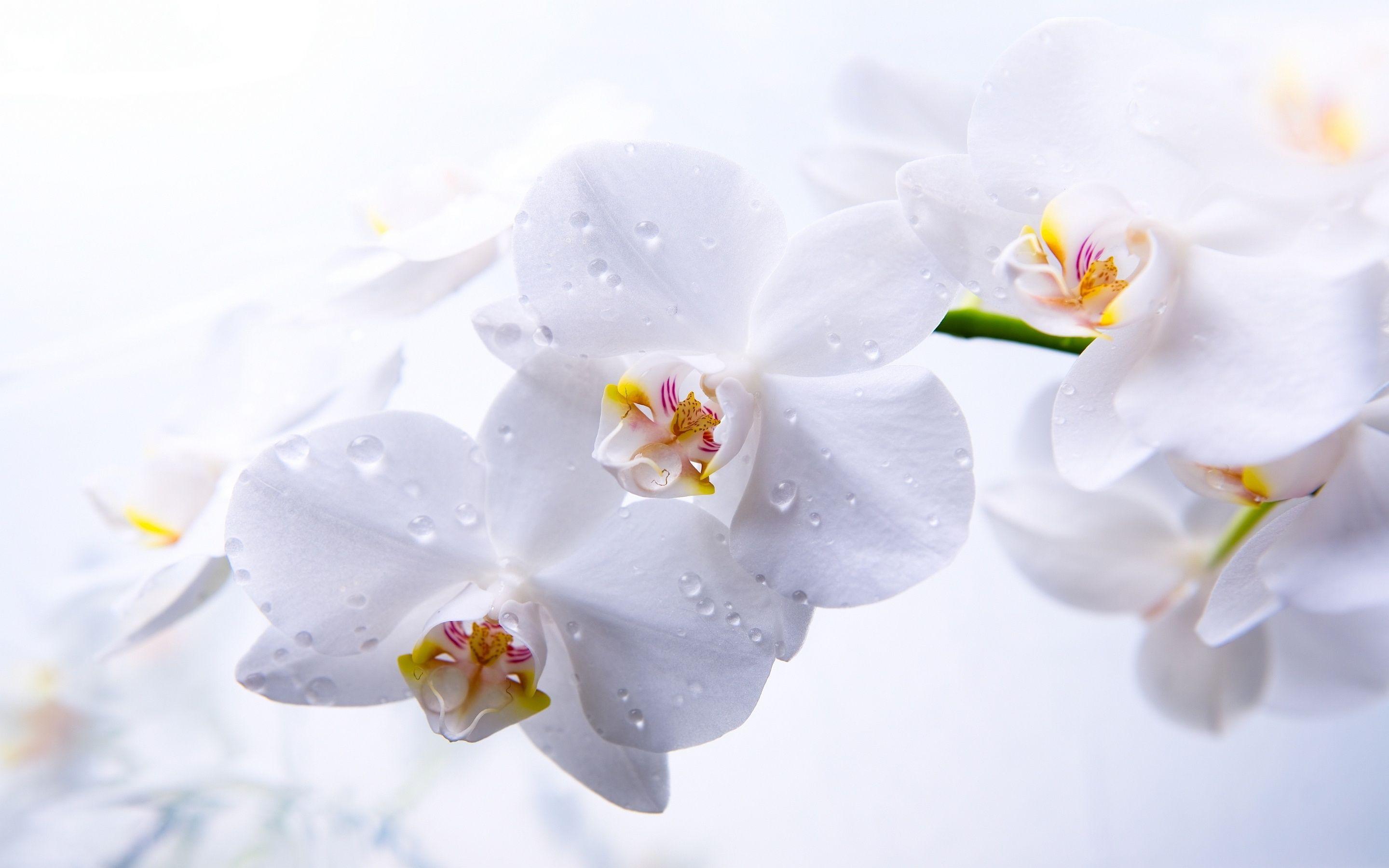 White Orchid Wallpapers - Wallpaper Cave