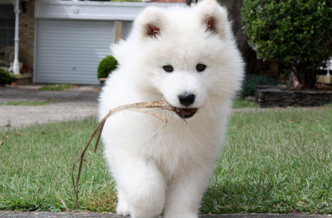 Samoyed Puppy (id: 64839)