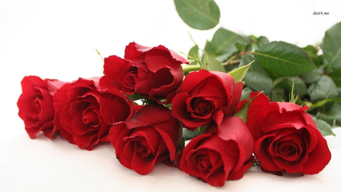 Flowers For > Red Rose Image Wallpaper