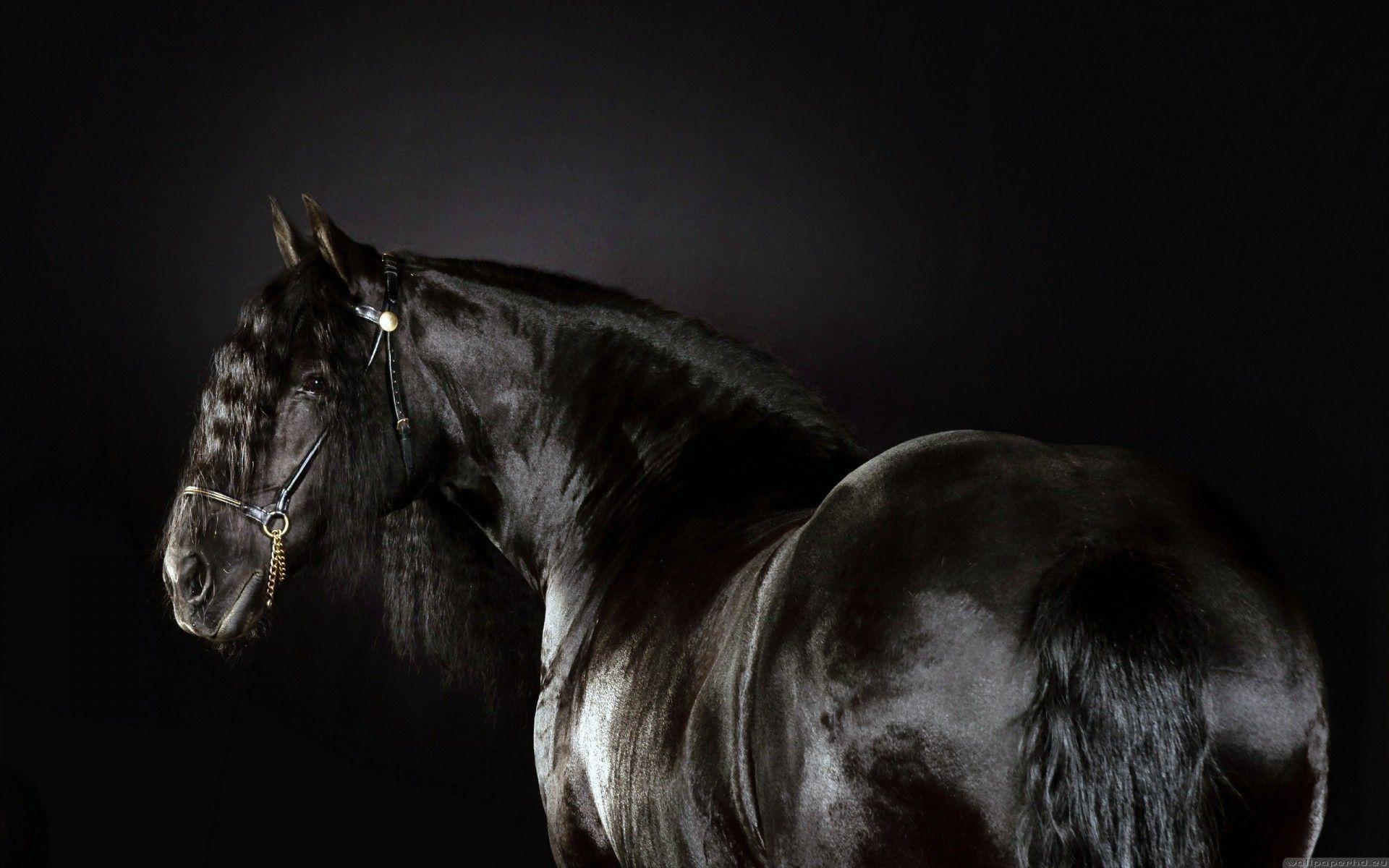 Black animals horses Friesian horse horse race wallpaper