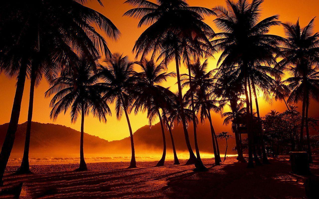 Free Wallpaper • Palms Beach Sunset
