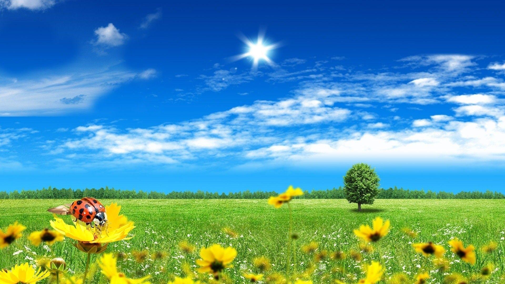 Beautiful Spring Flowers Wallpaper Desktop Image