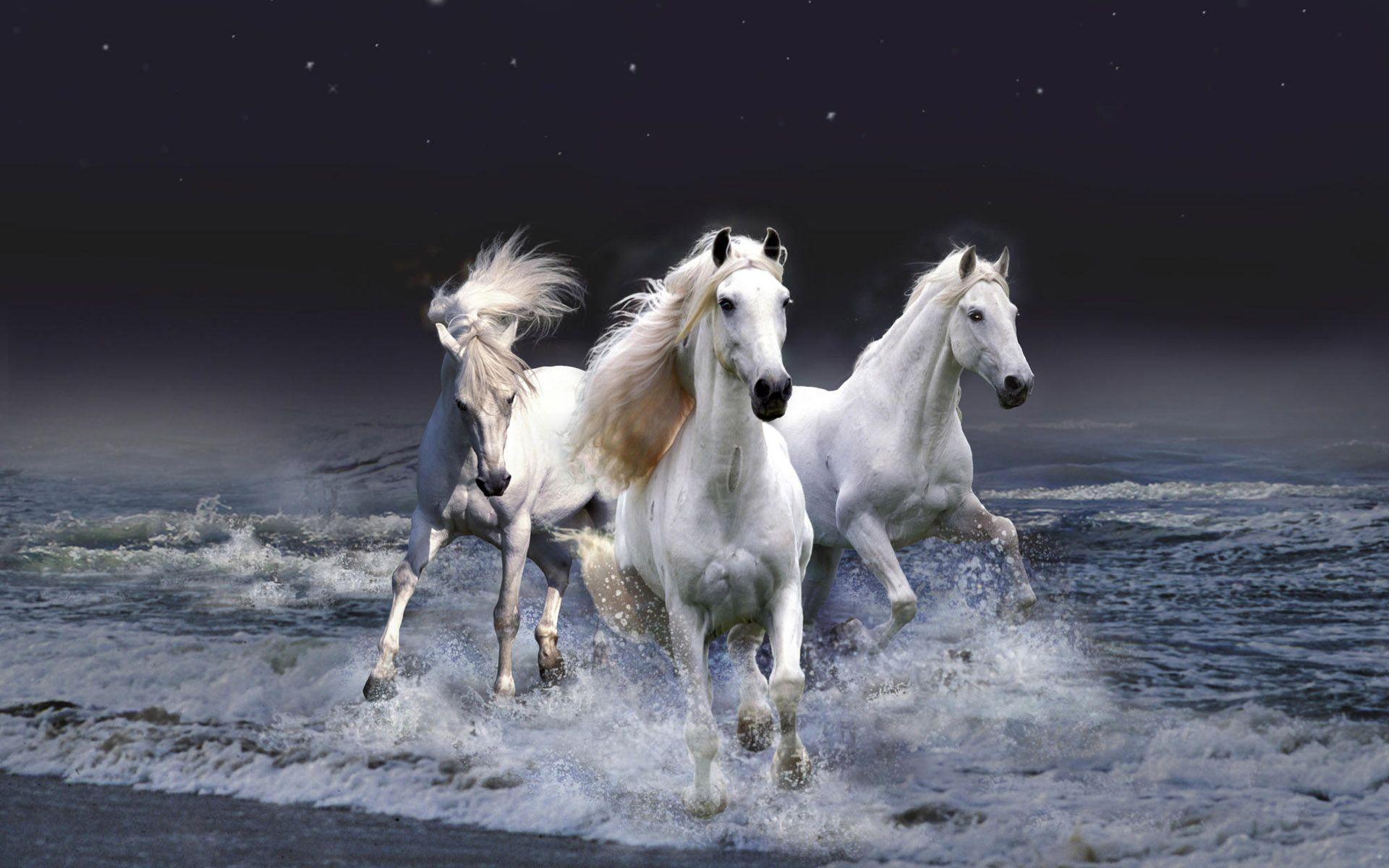 White Horse Wallpaper HD wallpaper search