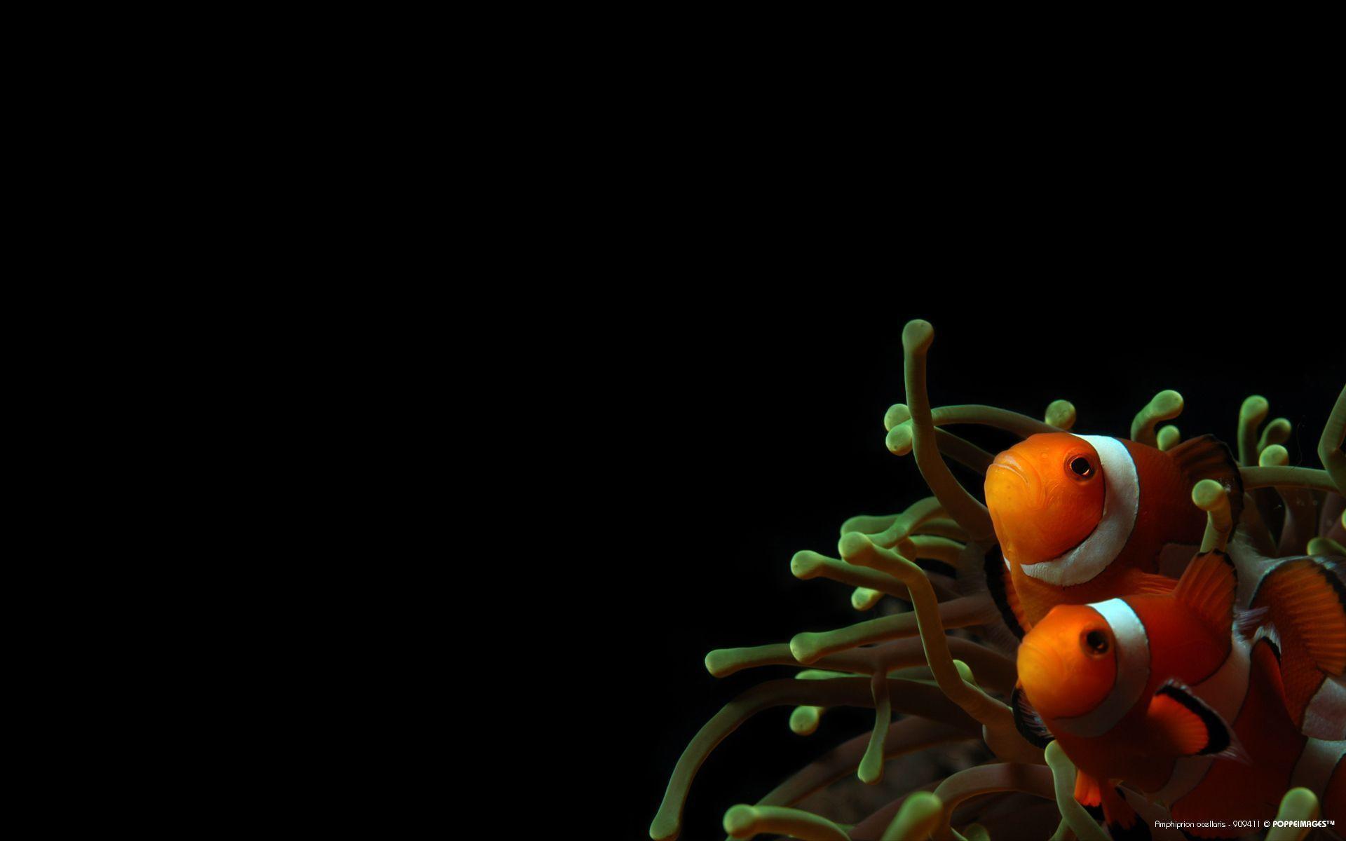Animals For > Clownfish And Anemone Wallpaper