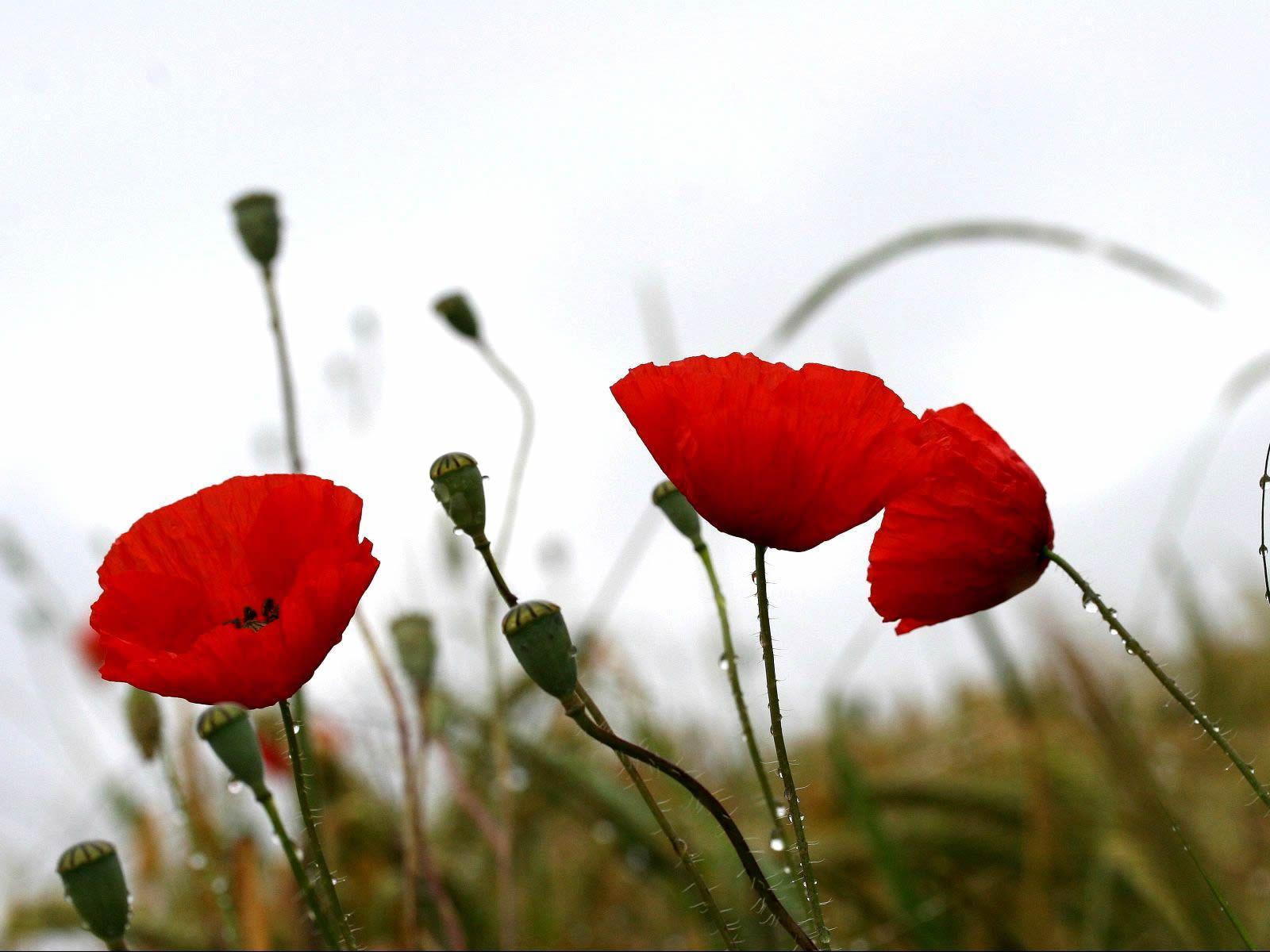 Red Poppy Wallpapers Wallpaper Cave HD Wallpapers Download Free Images Wallpaper [wallpaper981.blogspot.com]