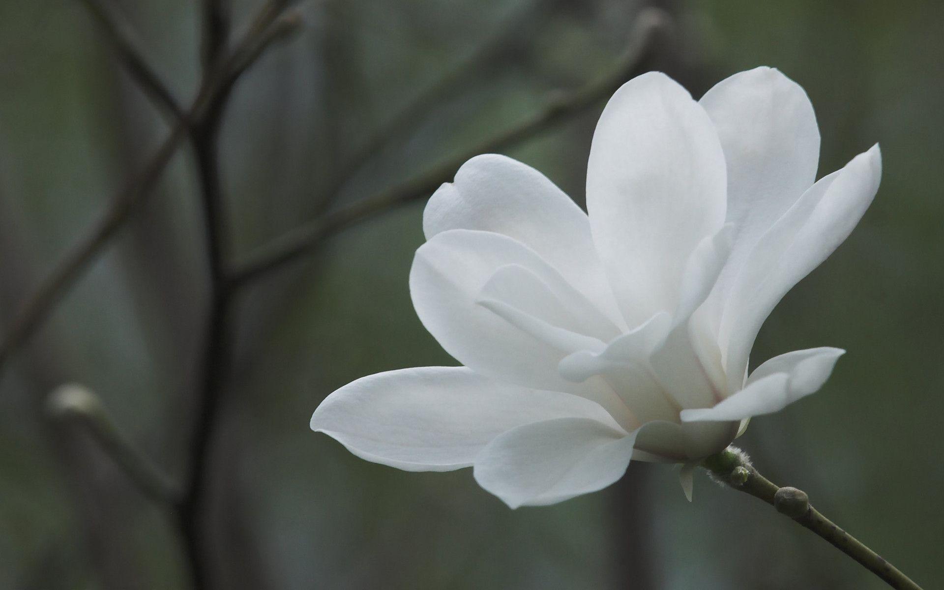 White Magnolia Wallpaper