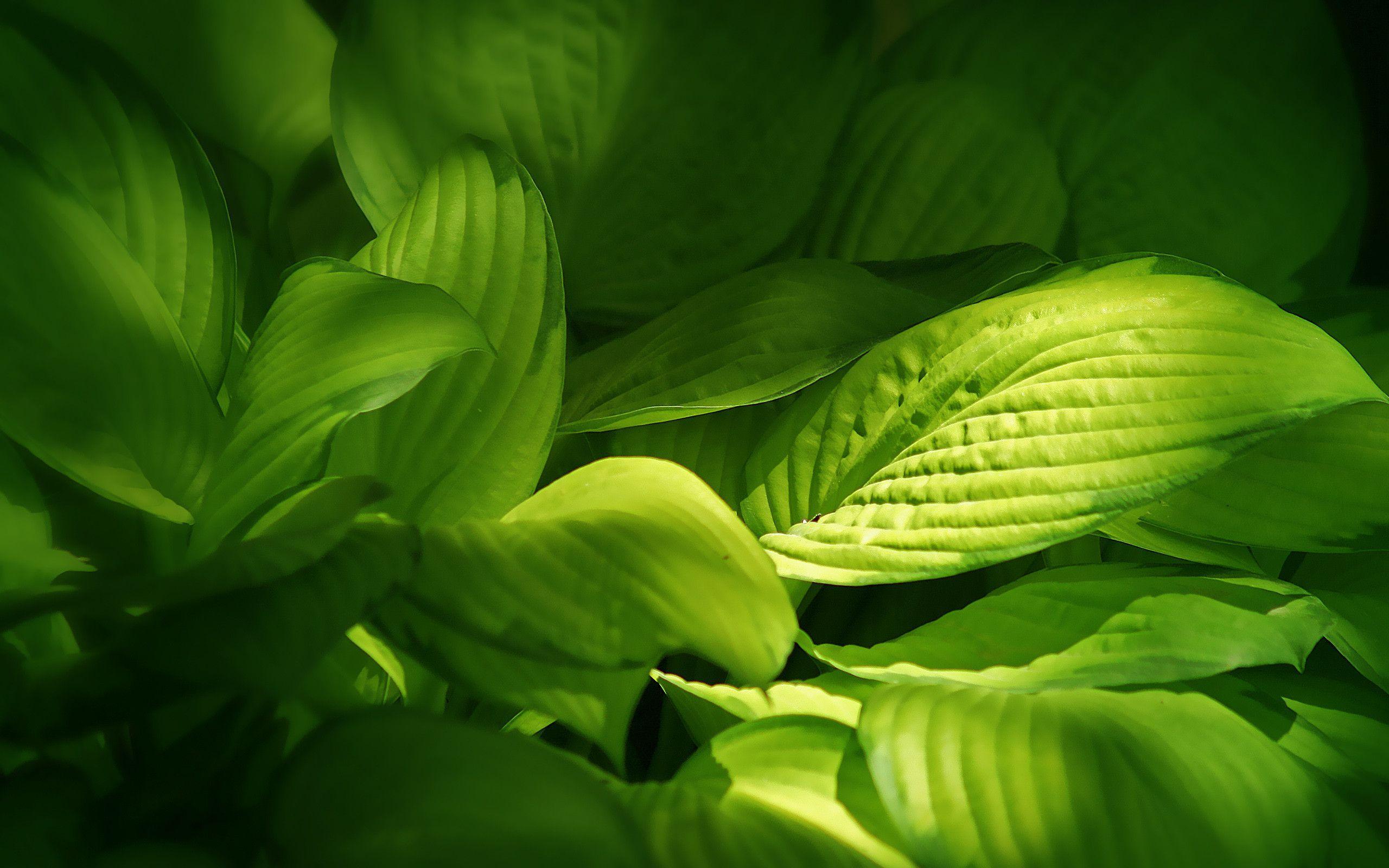 Wallpaper Green Leaves