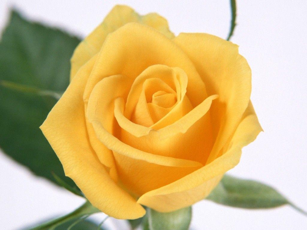 HD Wallpaper: 1024x768 Nature Yellow Rose computer background