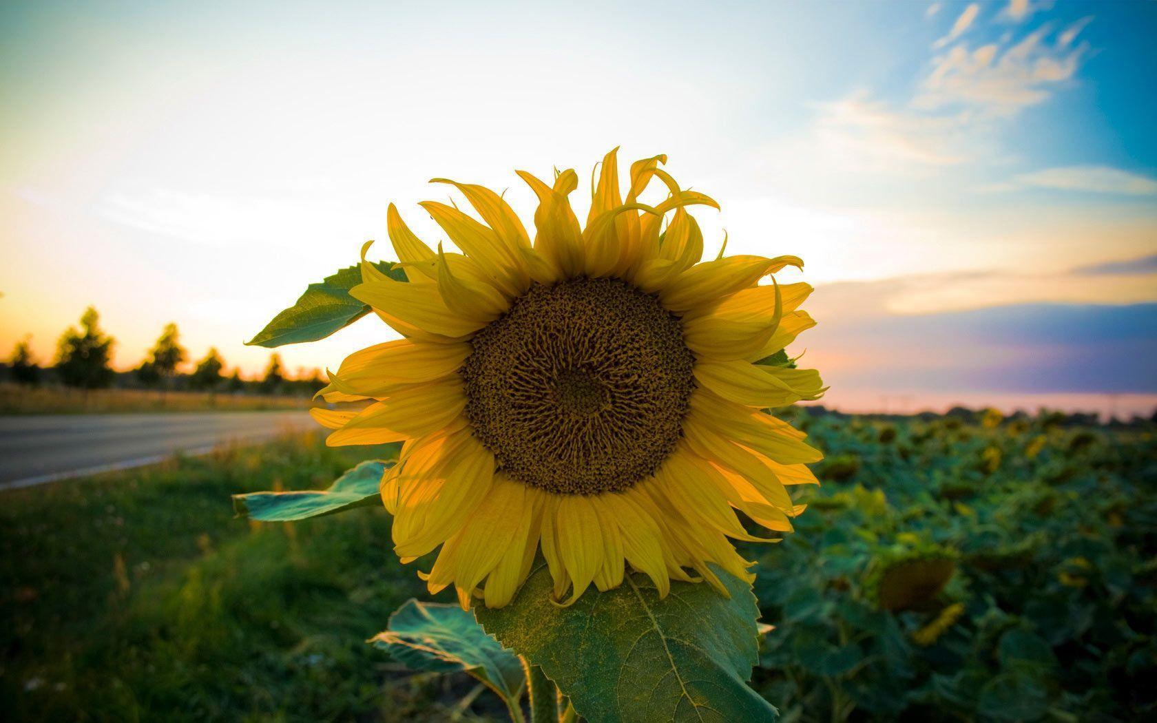 Desktop Wallpaper · Gallery · Nature · Growing sunflower. Free