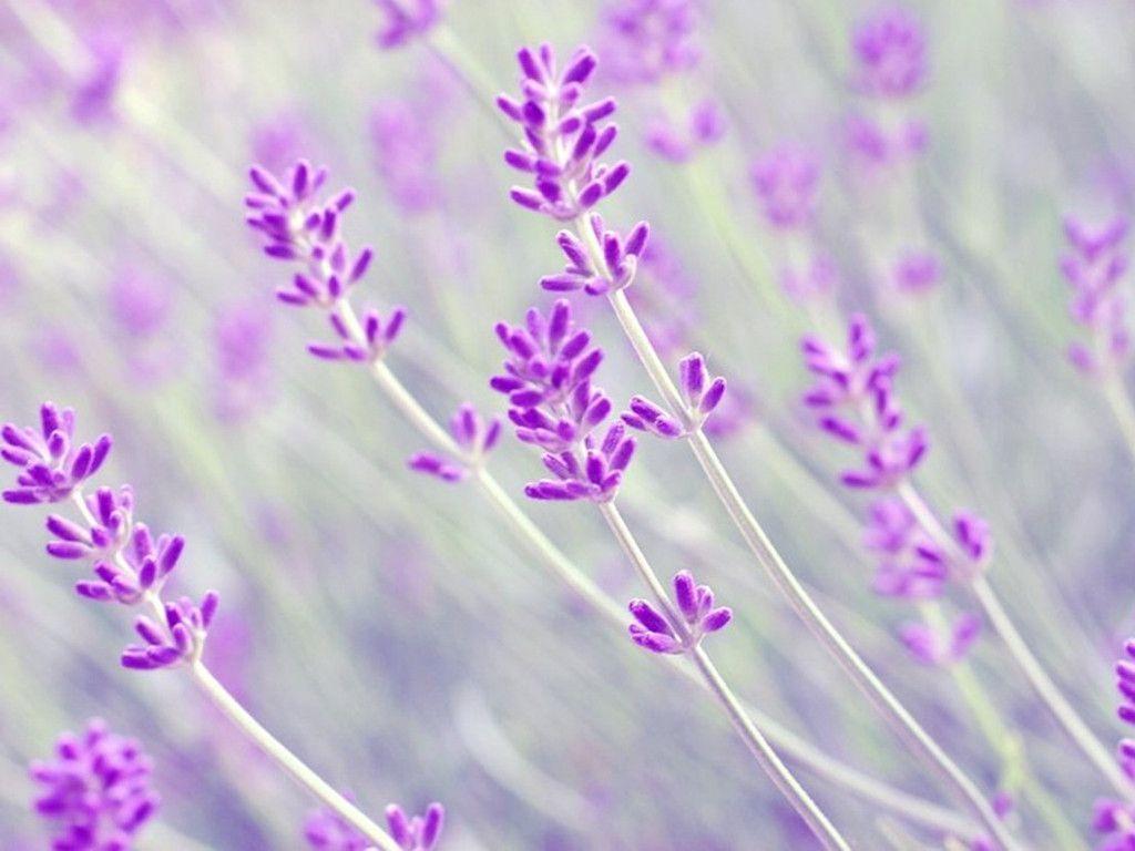 Lavender Flowers Macro Wallpaper Desktop Wallpaper. High