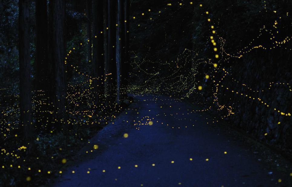 Few Awesome Long Exposure Photo Of Golden Fireflies. Beautiful