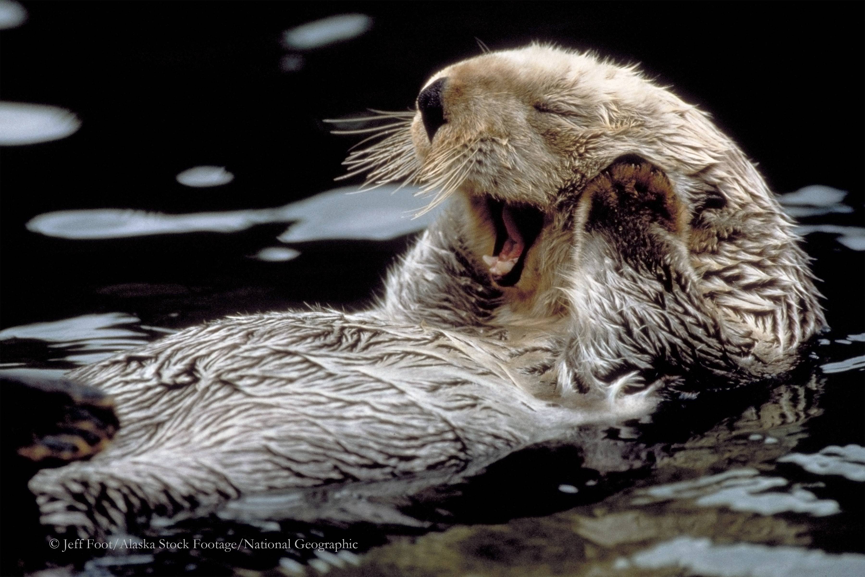 Sea Otter Desktop HD Wallpaper Wallpaper Inn