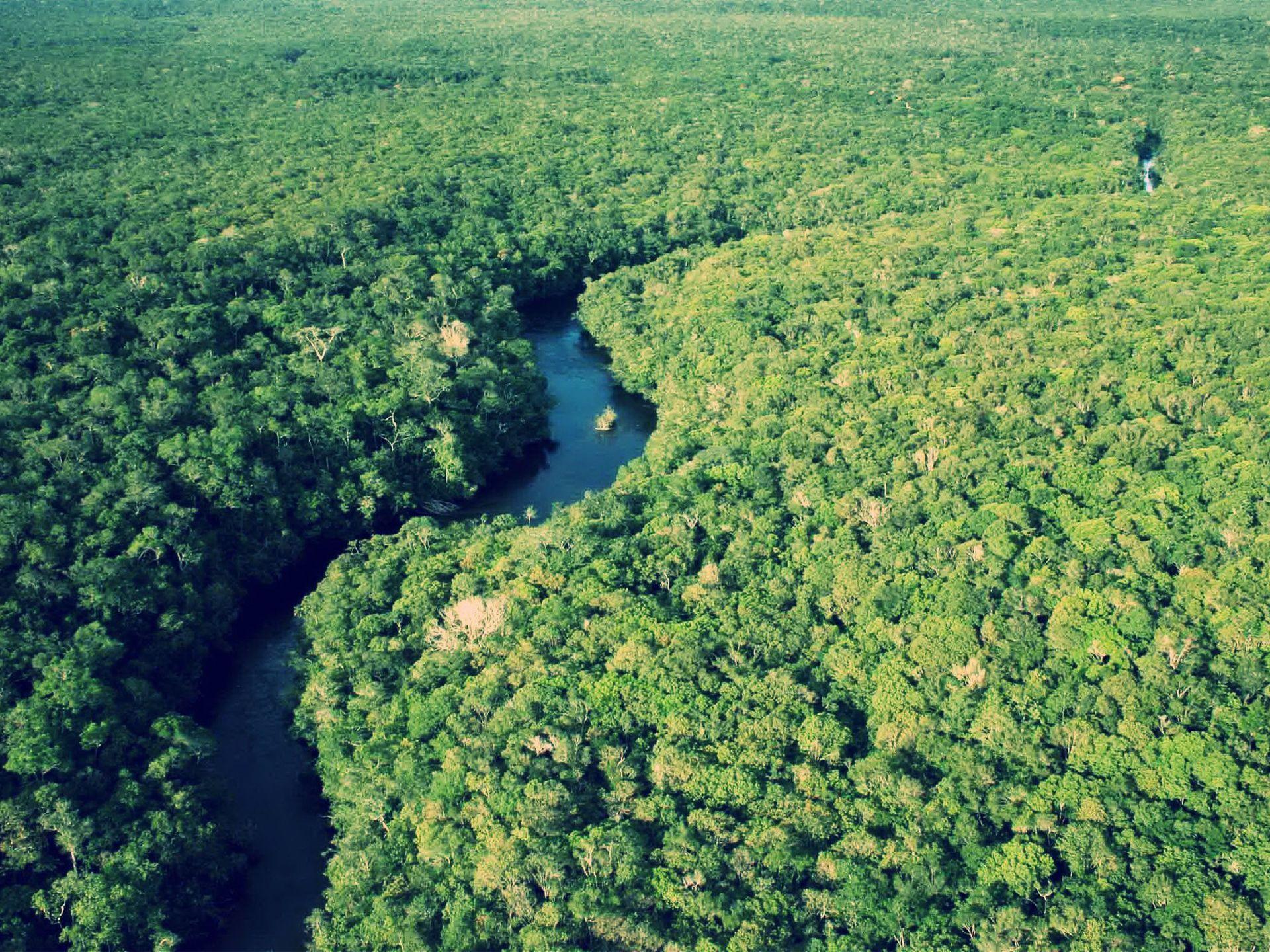 Amazon Rainforest Wallpaper HD