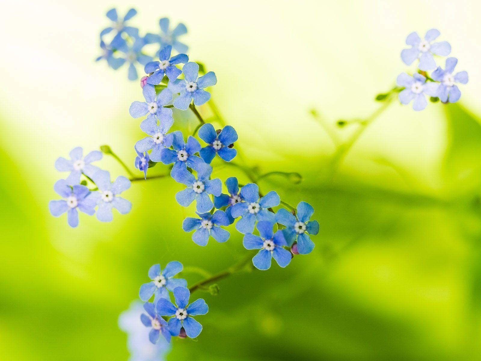 image For > Pretty Flower Background HD