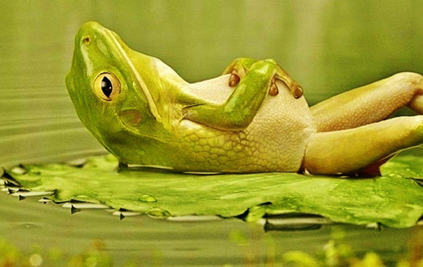 Funny Frog Wallpaper For Mac, HQ Background. HD wallpaper