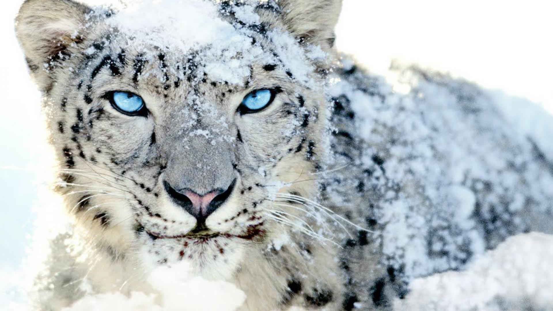 Dual Screen Snow Leopard Wallpaper