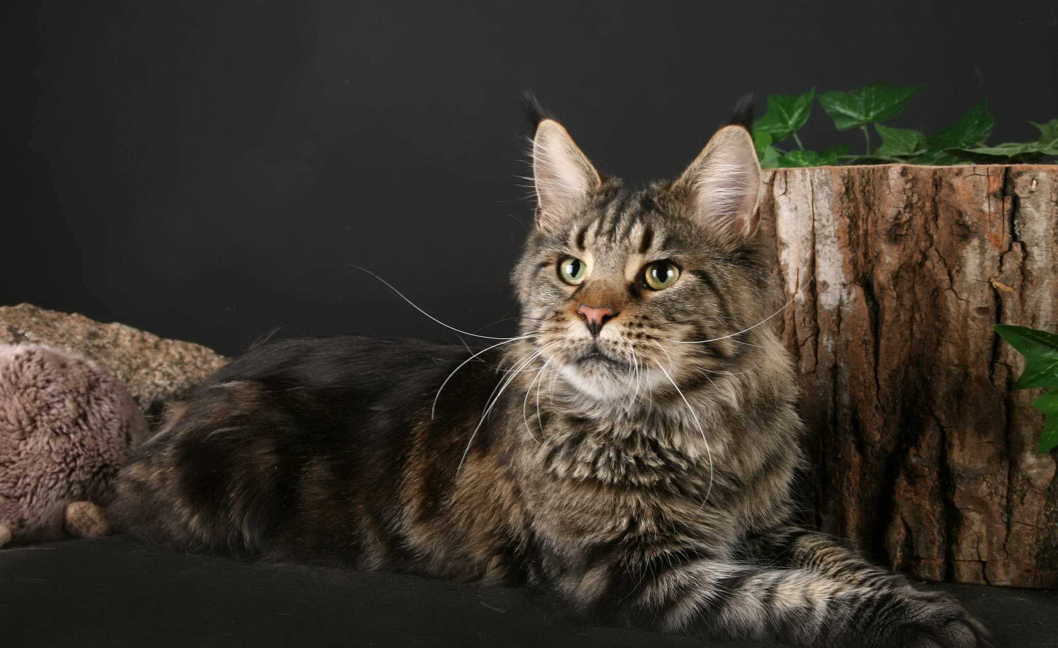 Maine Coon Wallpapers - Wallpaper Cave