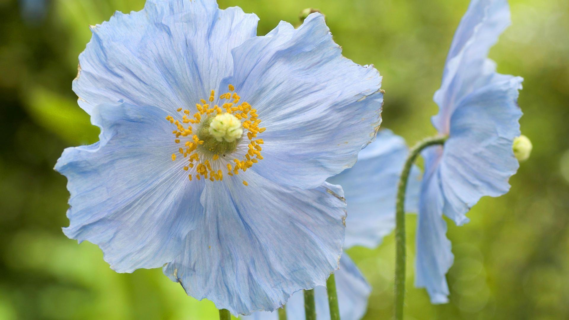 blue_poppy_flower_widescreen_wallpaper_hd flower flowers HD