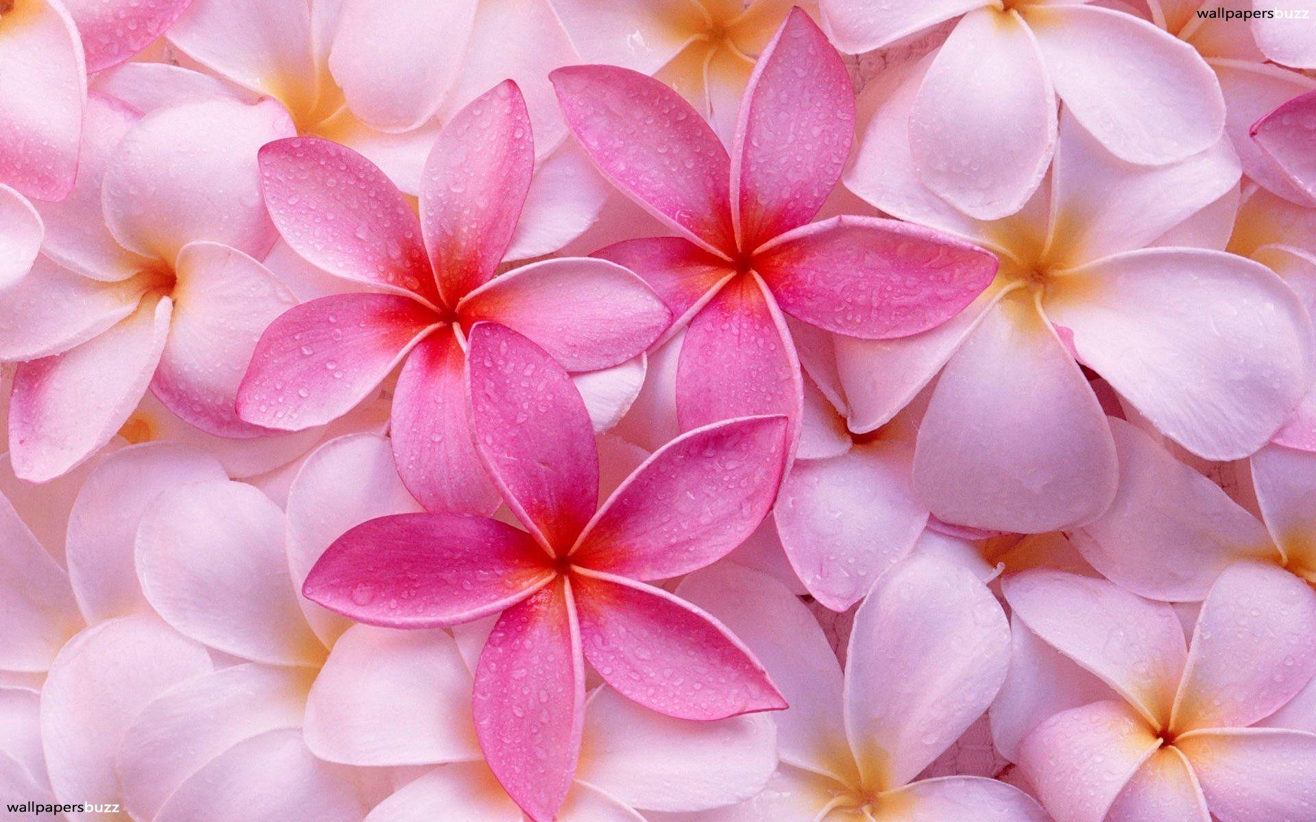 Flowers For > Light Pink Flowers Wallpaper