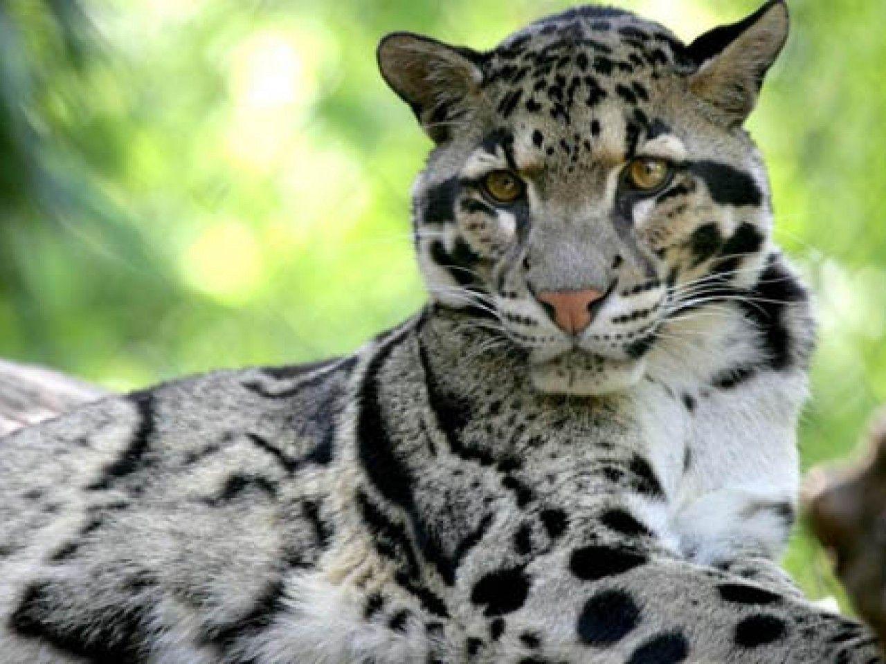 Clouded Leopard Wallpaper 543