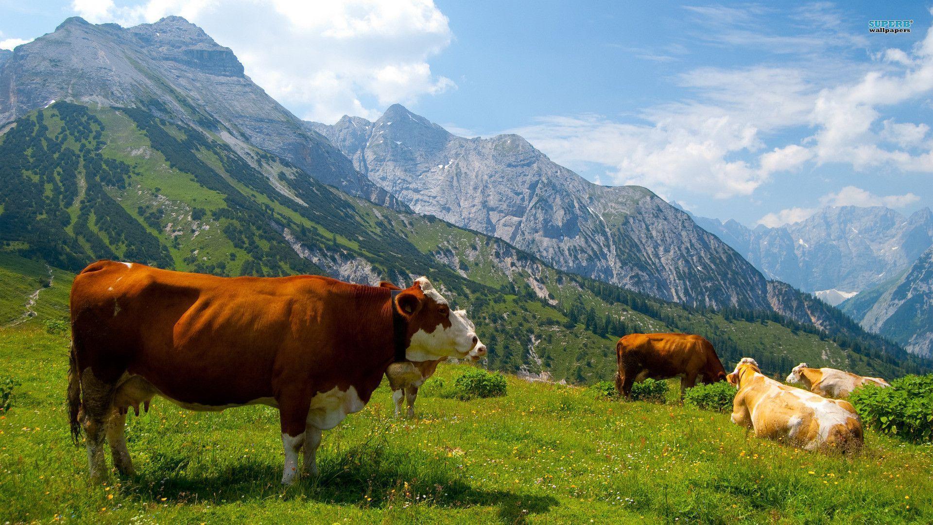 Cows in the Alps wallpaper wallpaper - #
