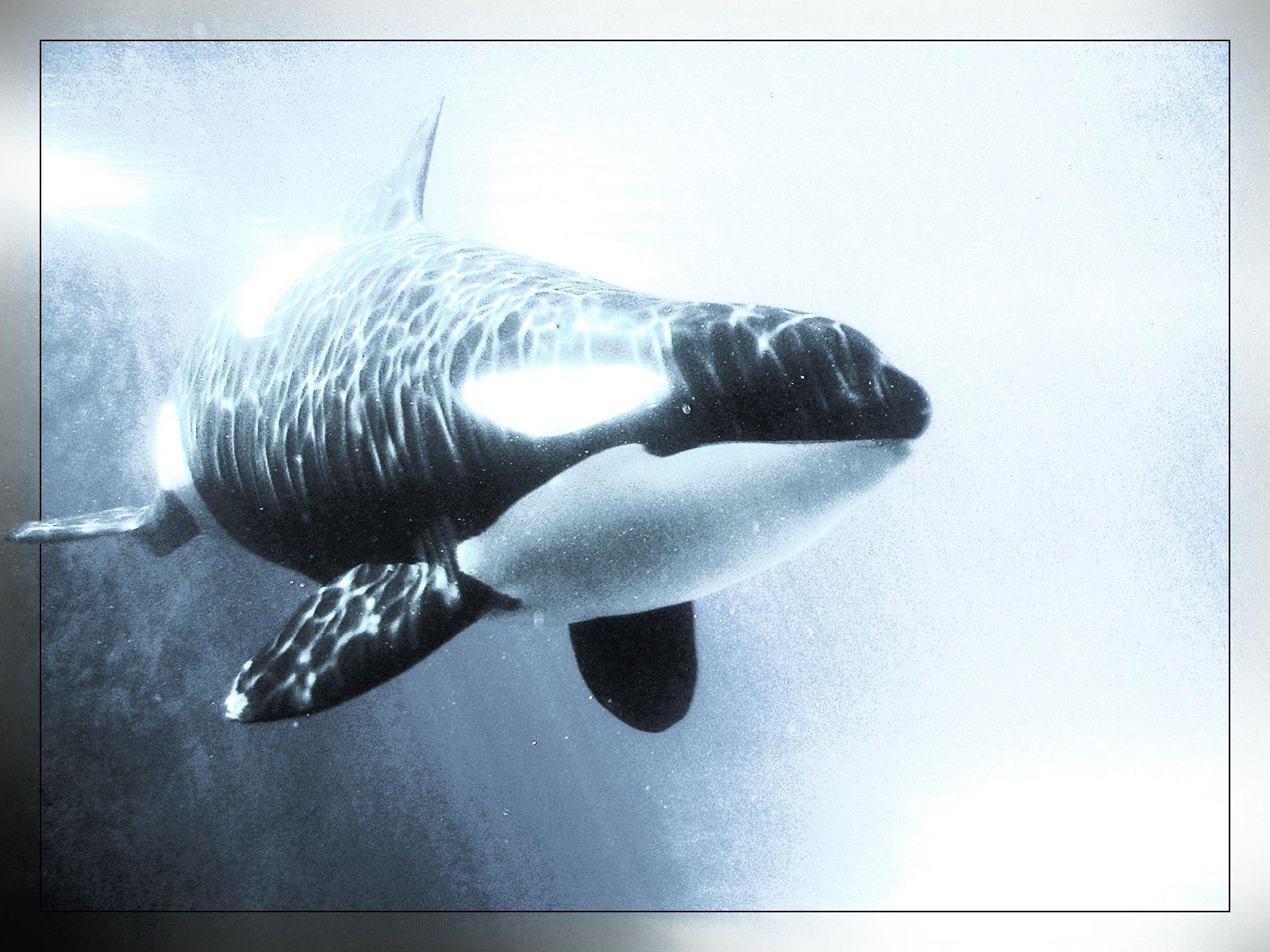 shamu&; Whales Killer Animals Orca wallpaper #