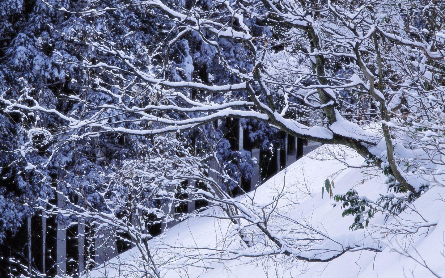 1440*900 Widecscreen Snow Winter Wallpaper Snow Scene