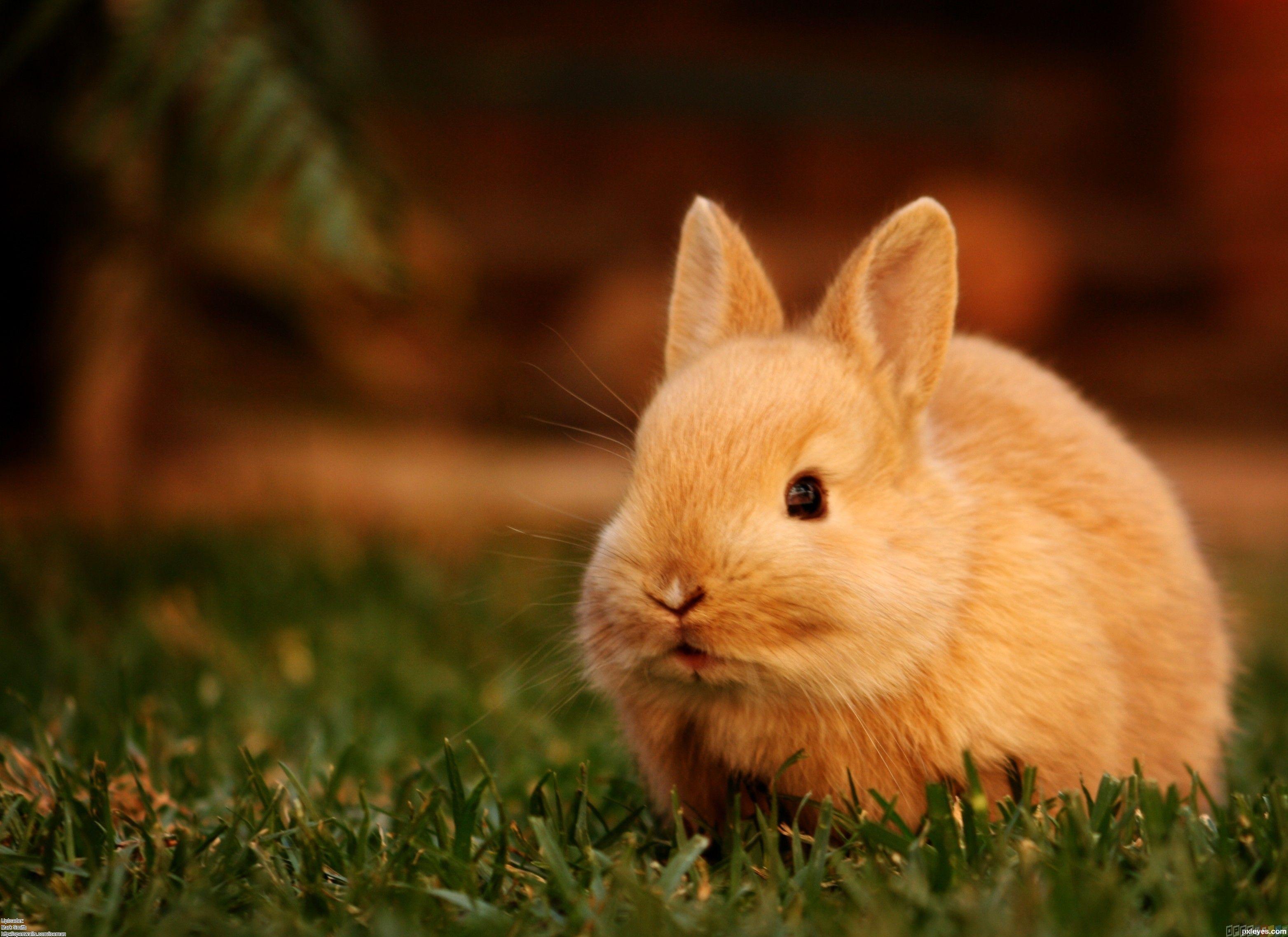 Cute Bunny Wallpaper HD. Best Quality HD Wallpaper