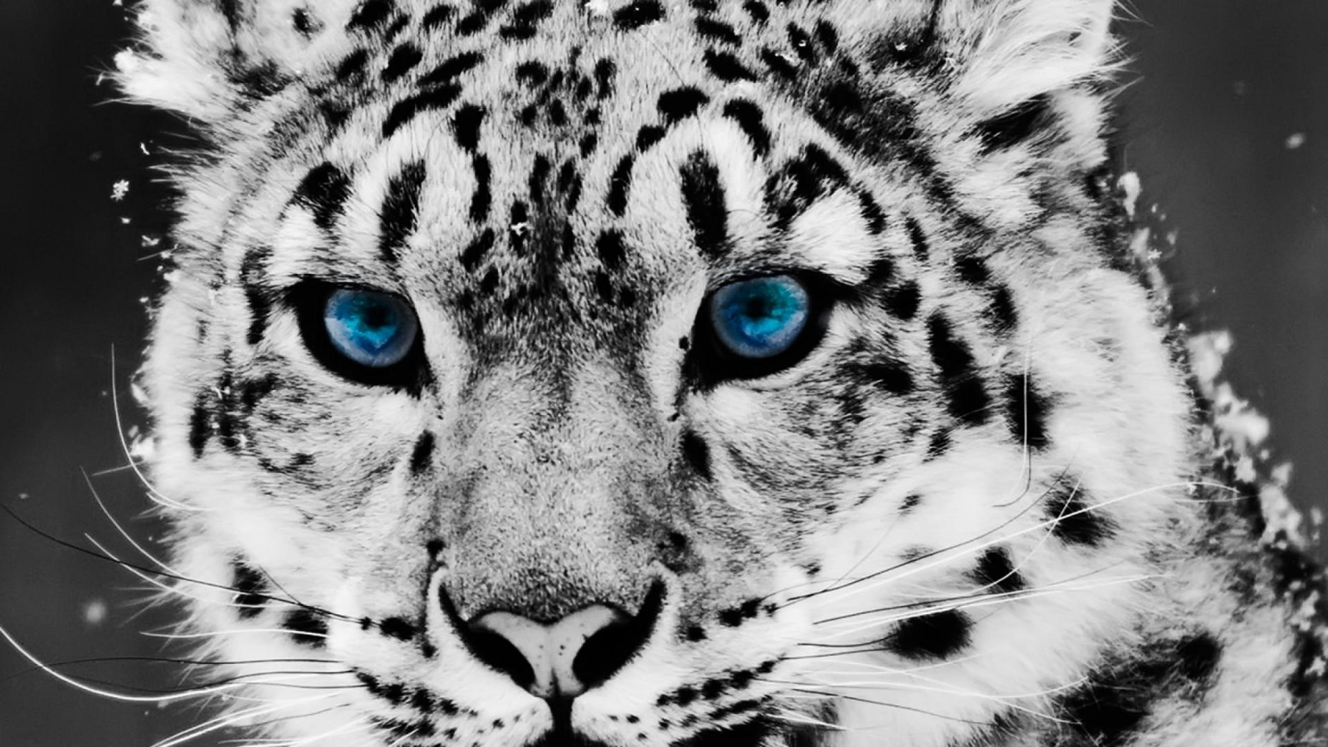 Lovely Blue Leopard Skin Fur Wallpaper Background Picture And Layout