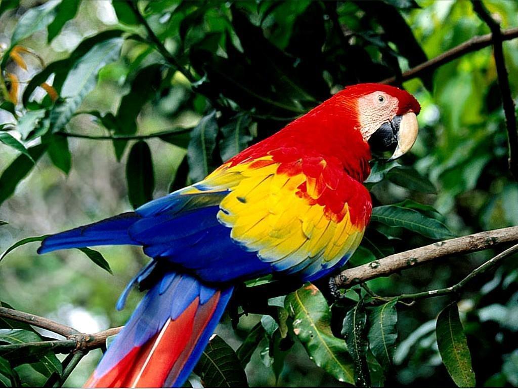 Parrot Macaw free desktop background wallpaper image