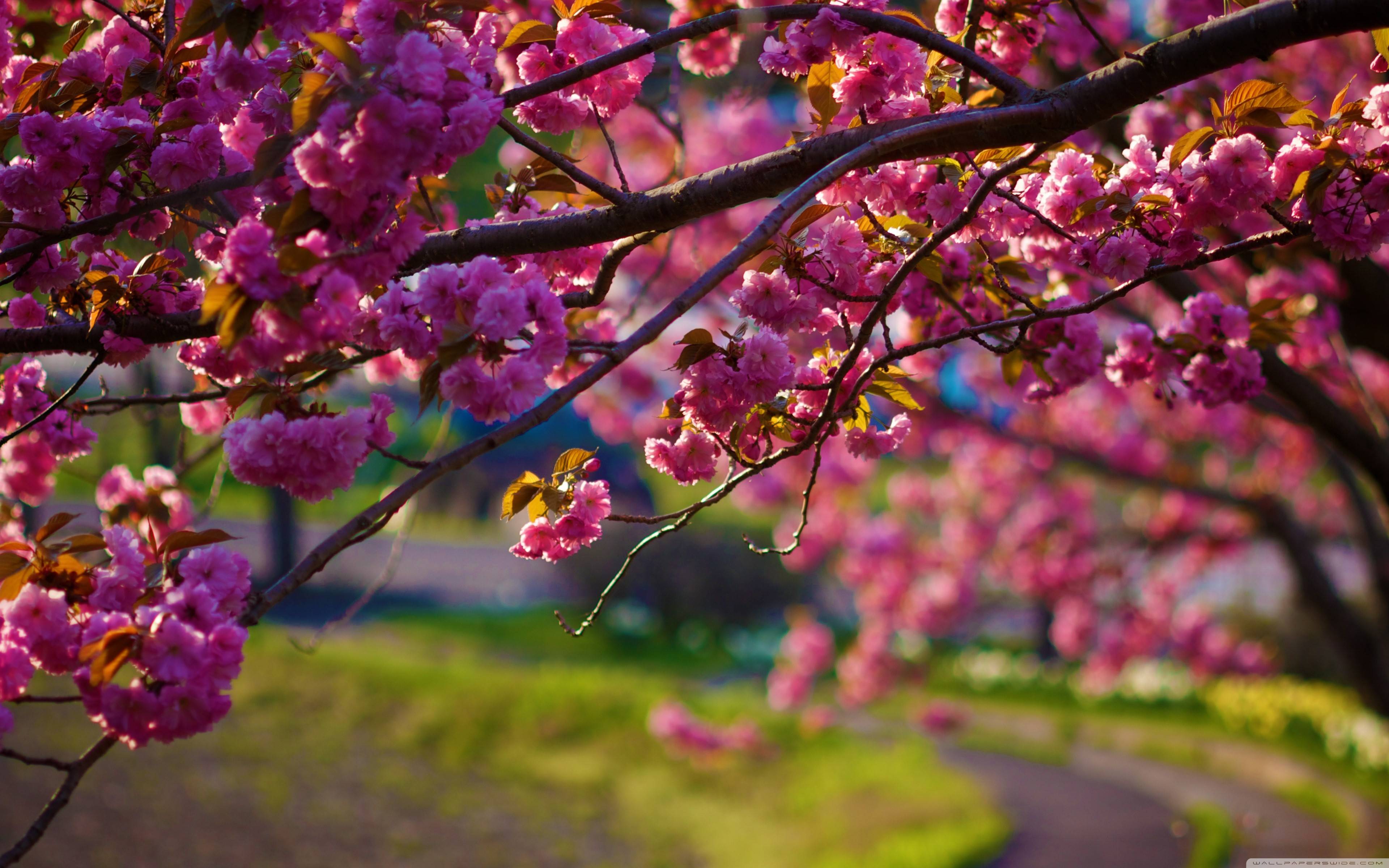 Wallpaper, Spring Nature Wallpaper HD Widescreen HD Wallpaper