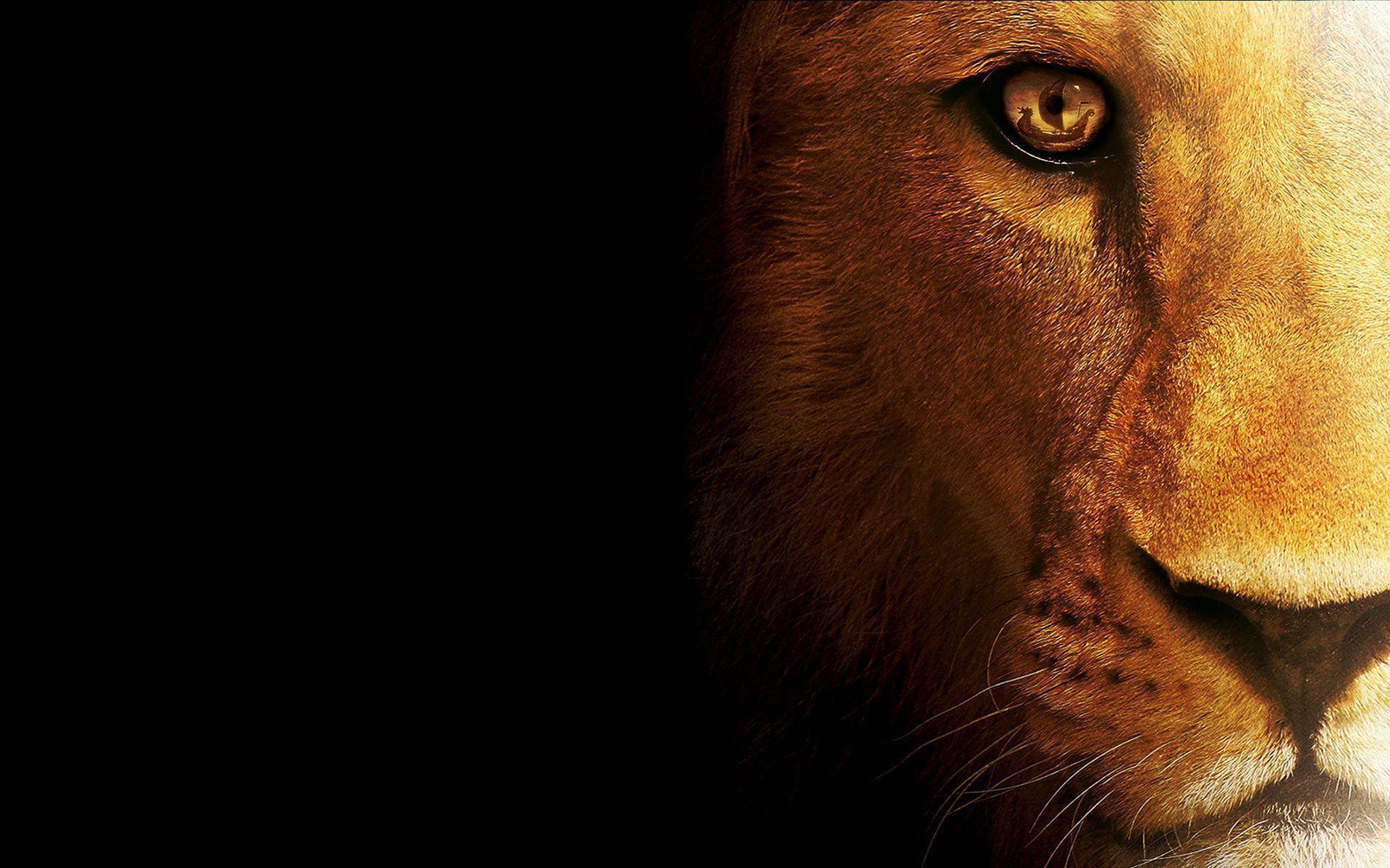 Wallpaper For > Angry Lion Face Wallpaper