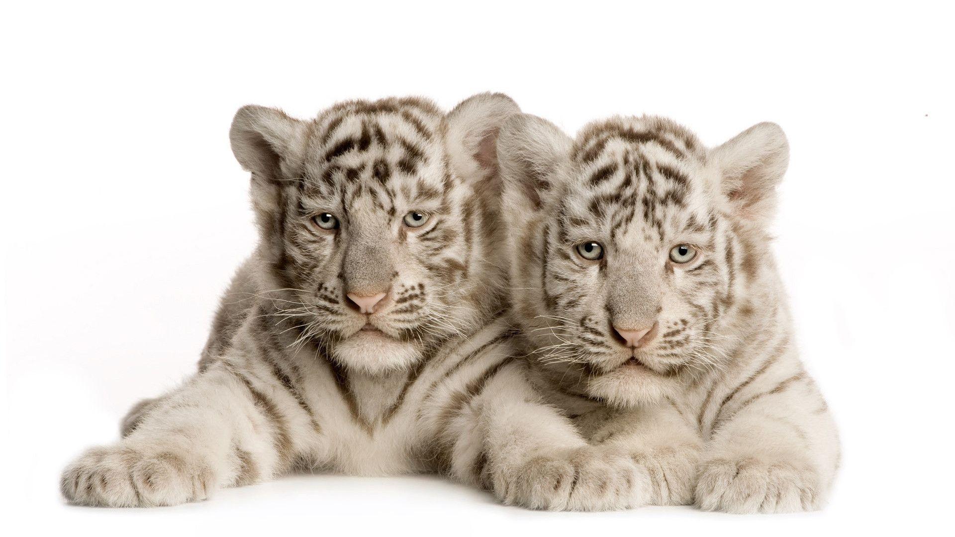 White Tiger Cubs Wallpaper Wide or HD