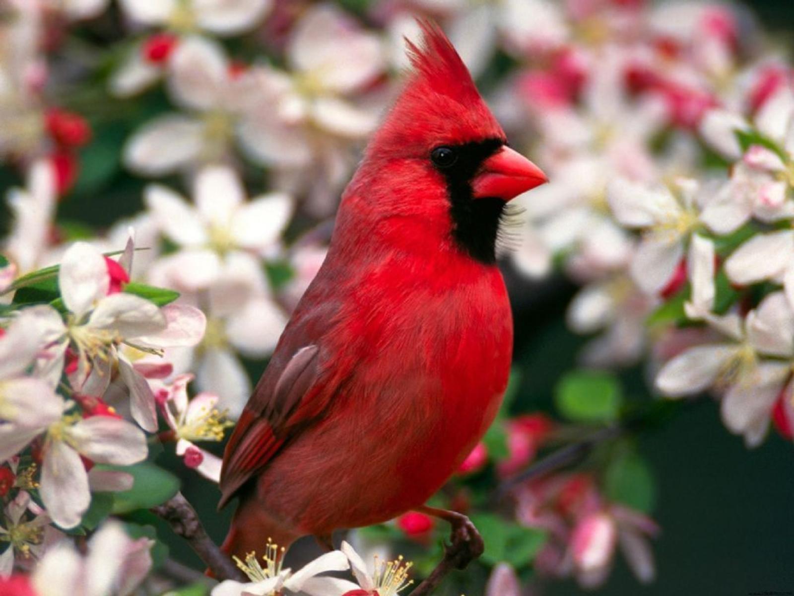 Northern cardinal male bird free desktop background