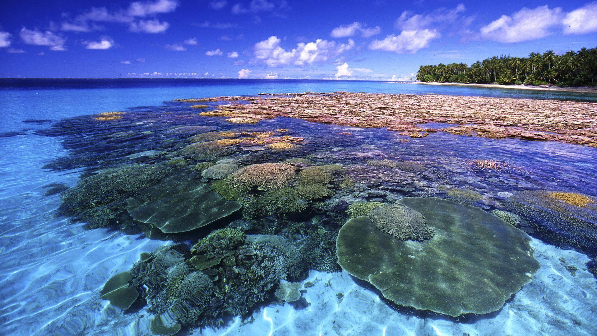 HD Beautiful Coral Reef Wallpaper