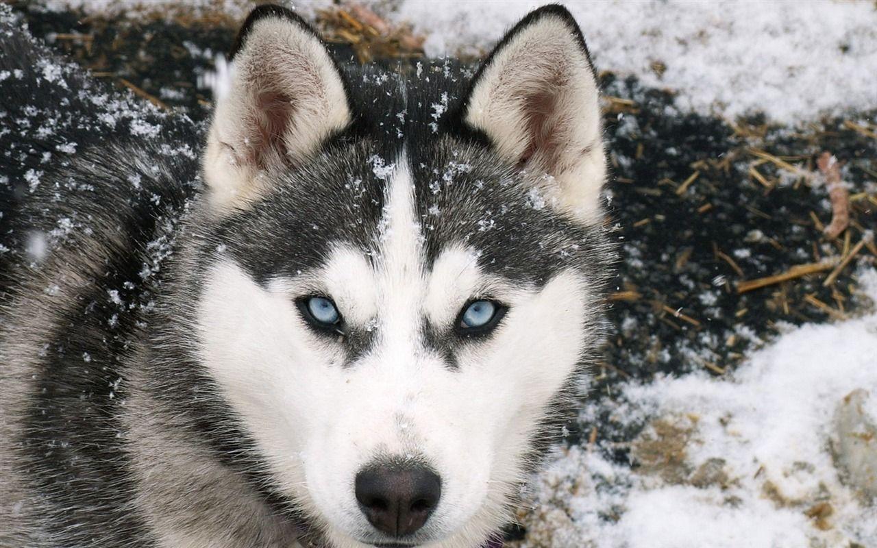 Siberian Wolf Animal Desktop Wallpaper Selected
